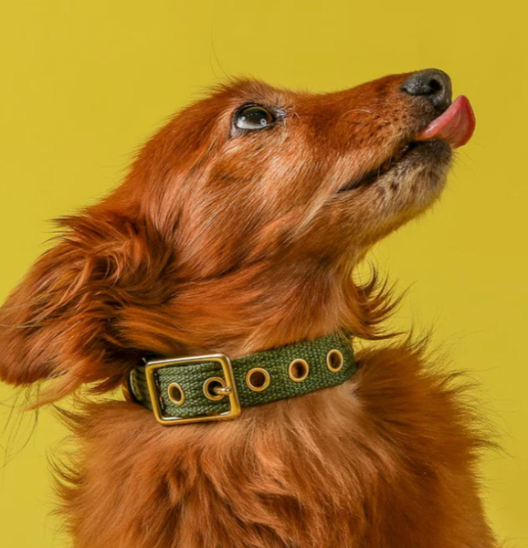 PawPrint :: Tide Collar