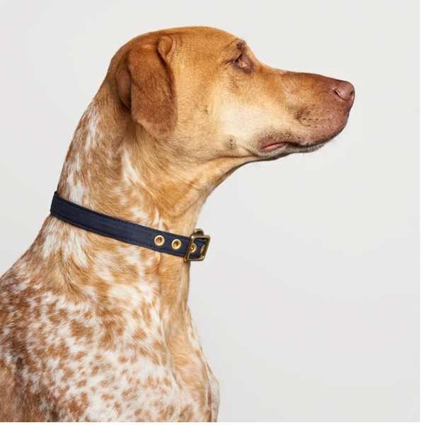 Animals in Charge - Collar Range